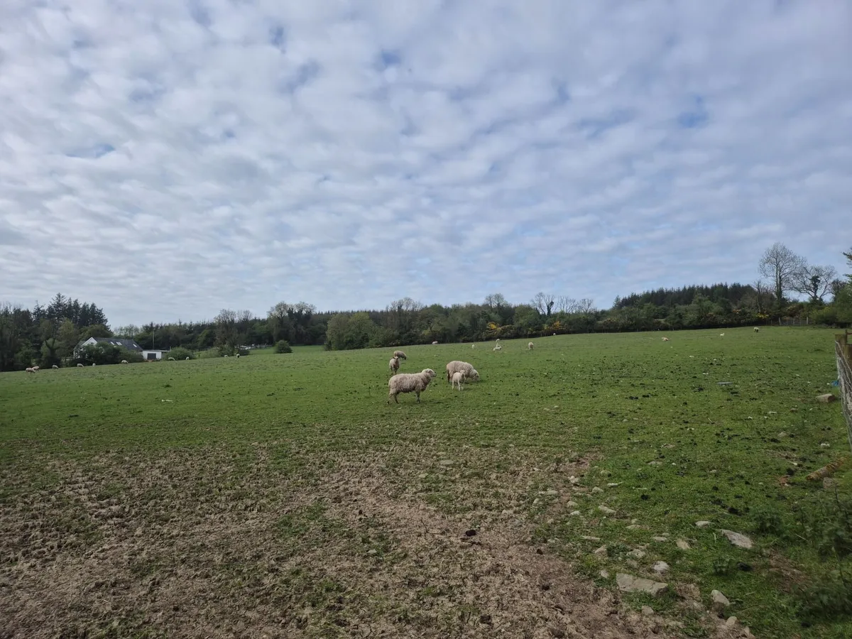 Sheep & sheep feeding equipment - Image 1