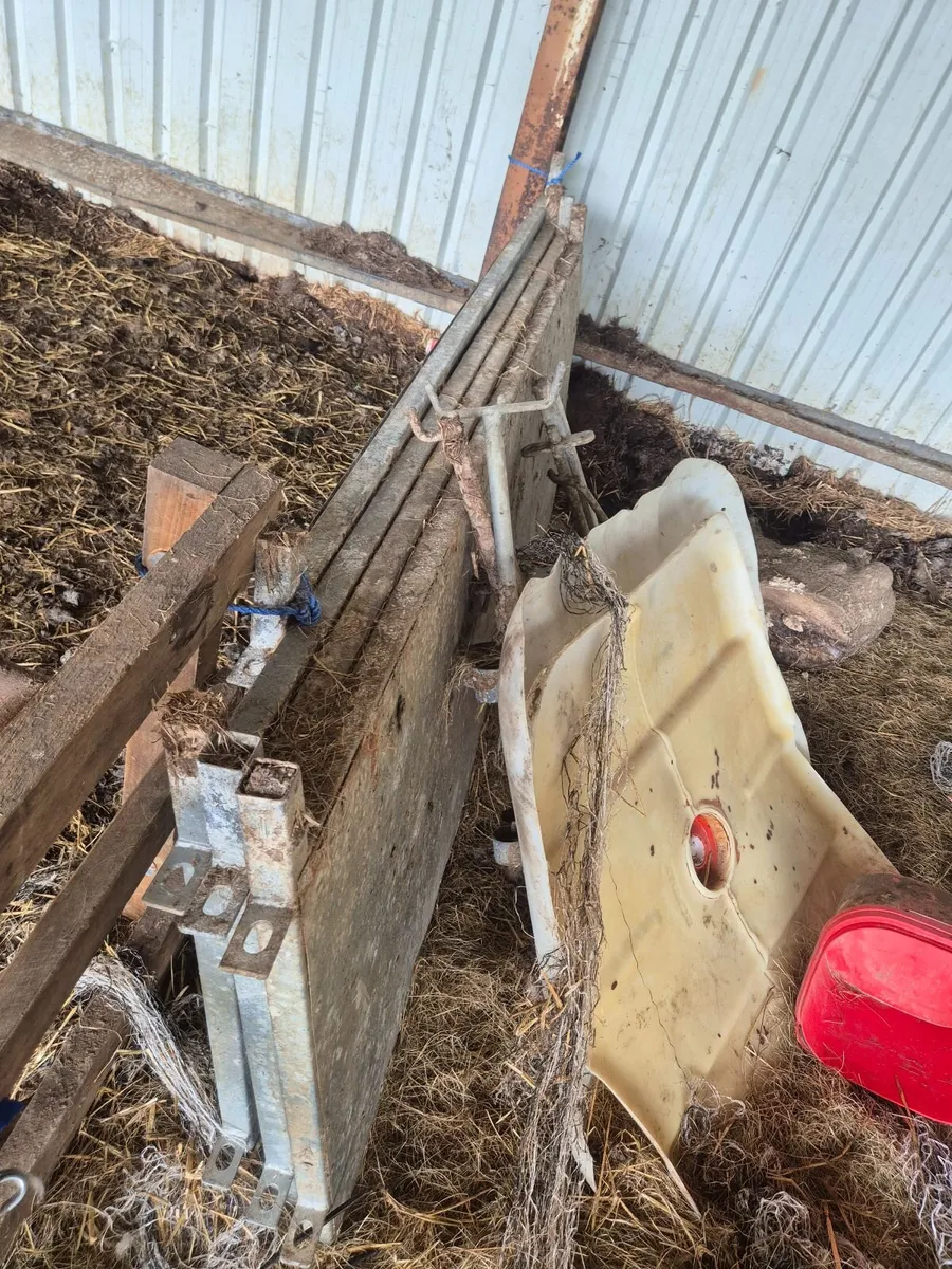 Sheep & sheep feeding equipment - Image 4