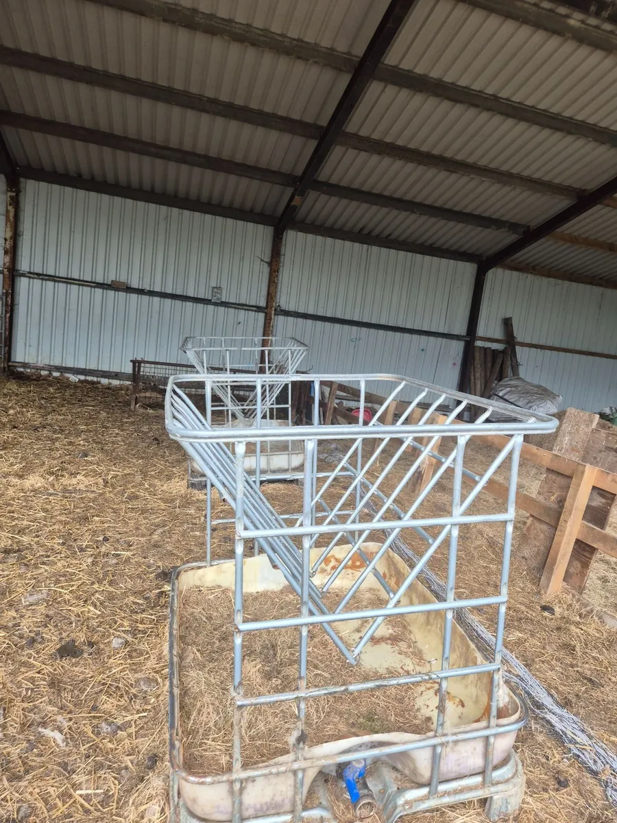 Sheep & sheep feeding equipment - Image 2