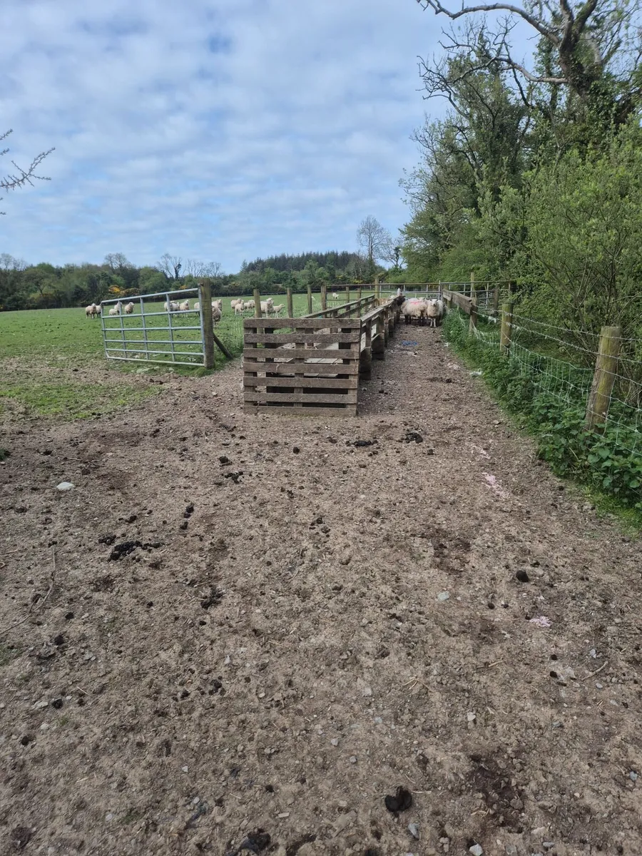 Sheep & sheep feeding equipment - Image 3