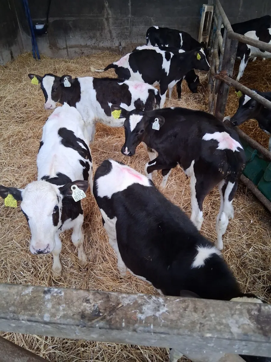 Calves - Image 1