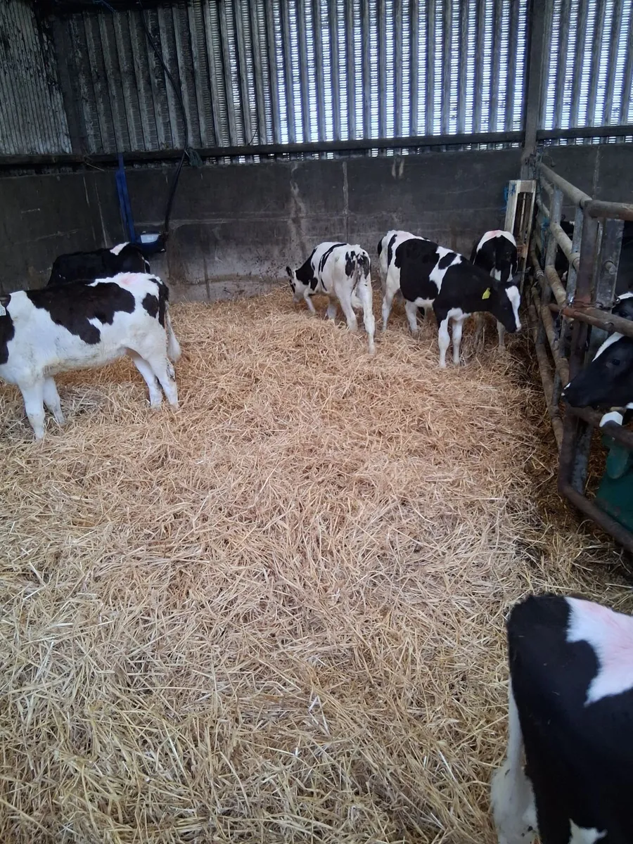 Calves - Image 3