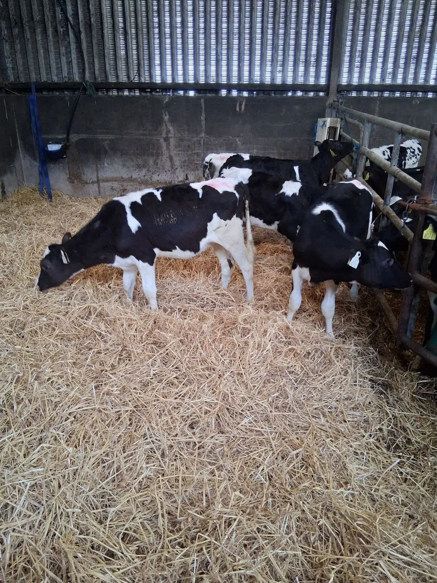 Calves - Image 2