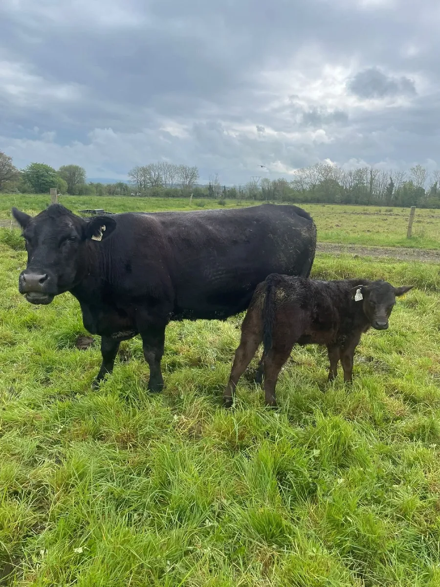 Angus Bull & Cow - Image 1