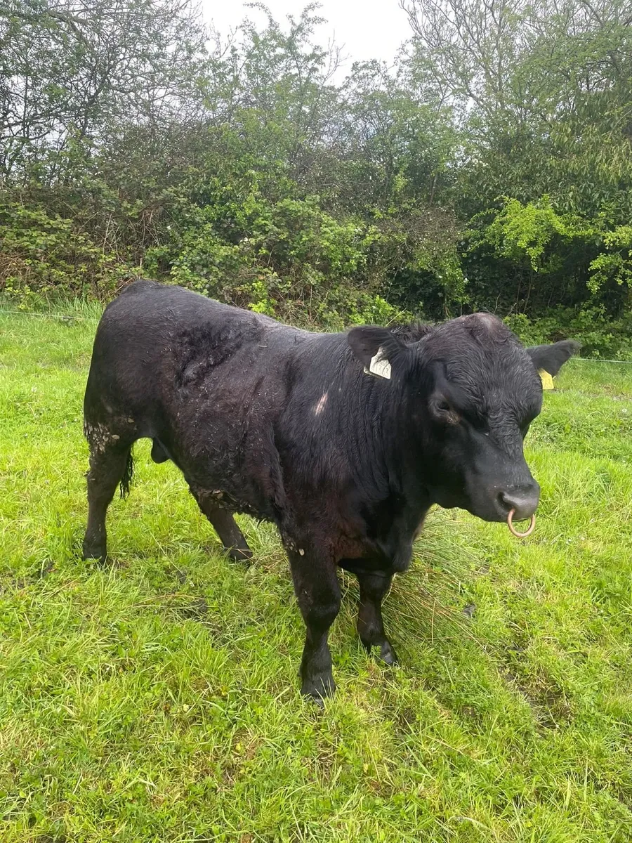 Angus Bull & Cow - Image 2