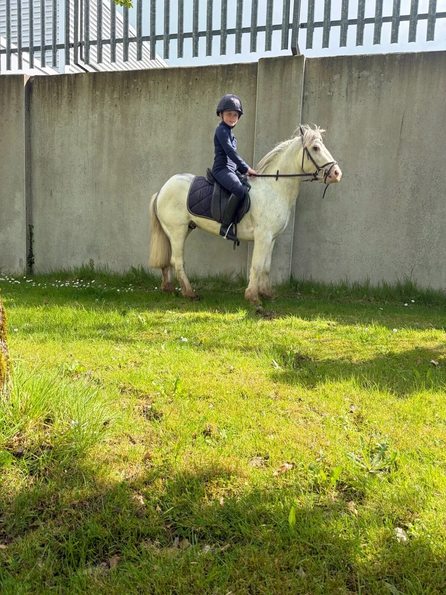 Pony - Image 4