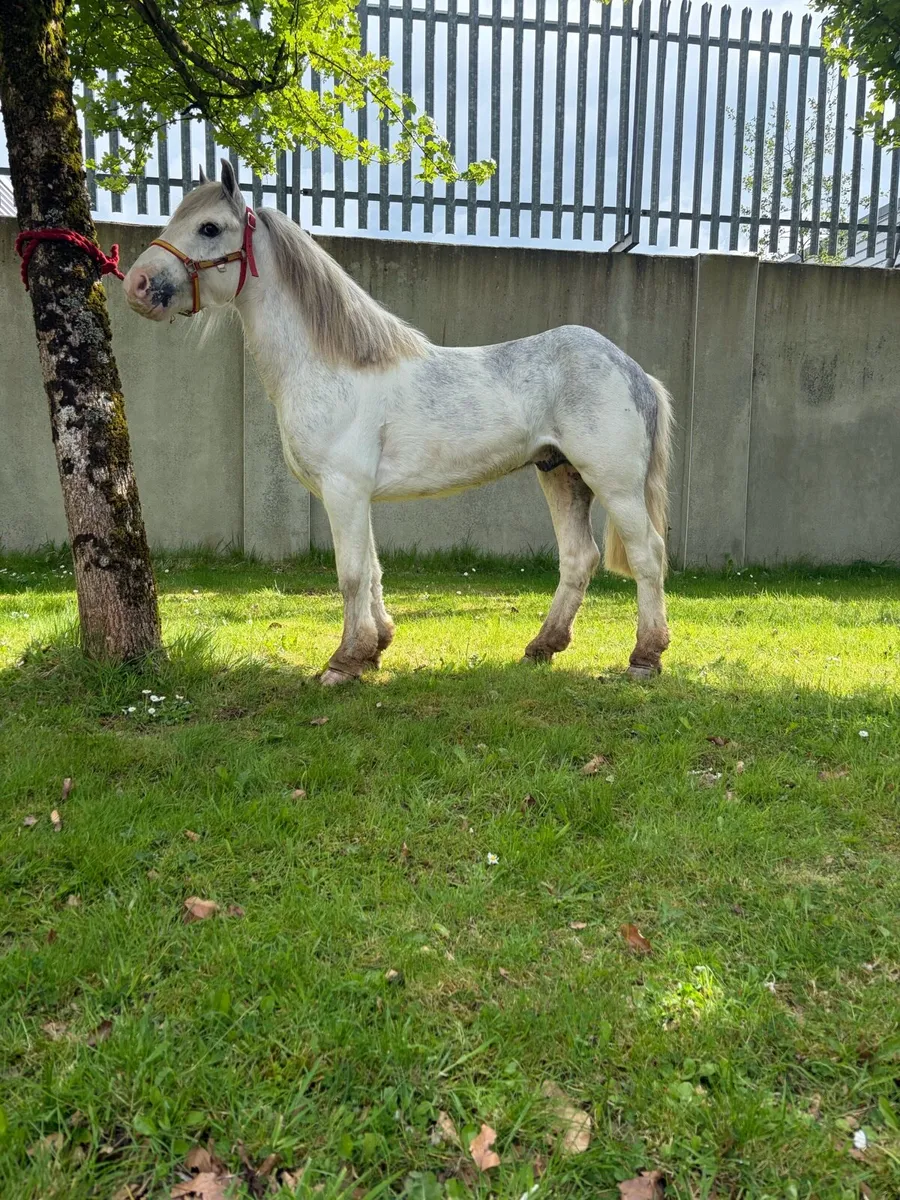 Pony - Image 2