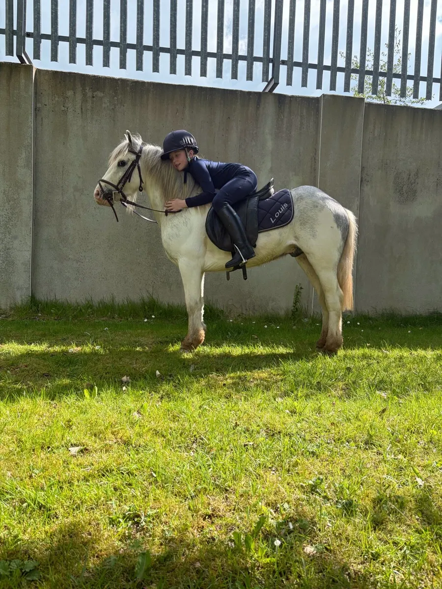 Pony - Image 3