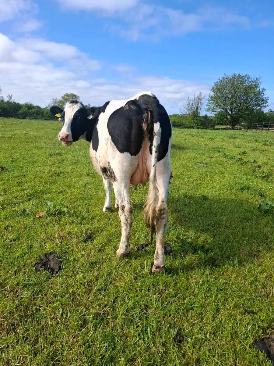 3 fresian heifers - Image 3