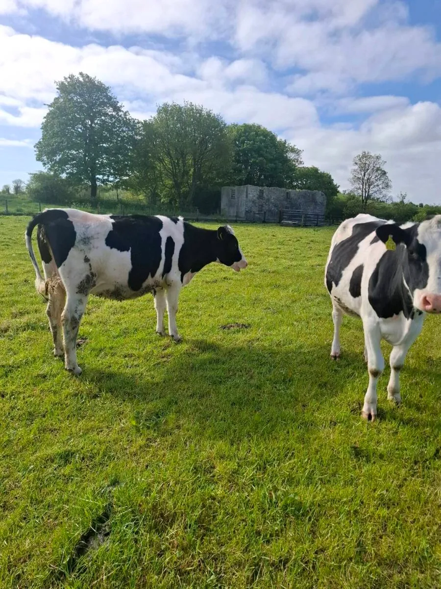 3 fresian heifers - Image 4