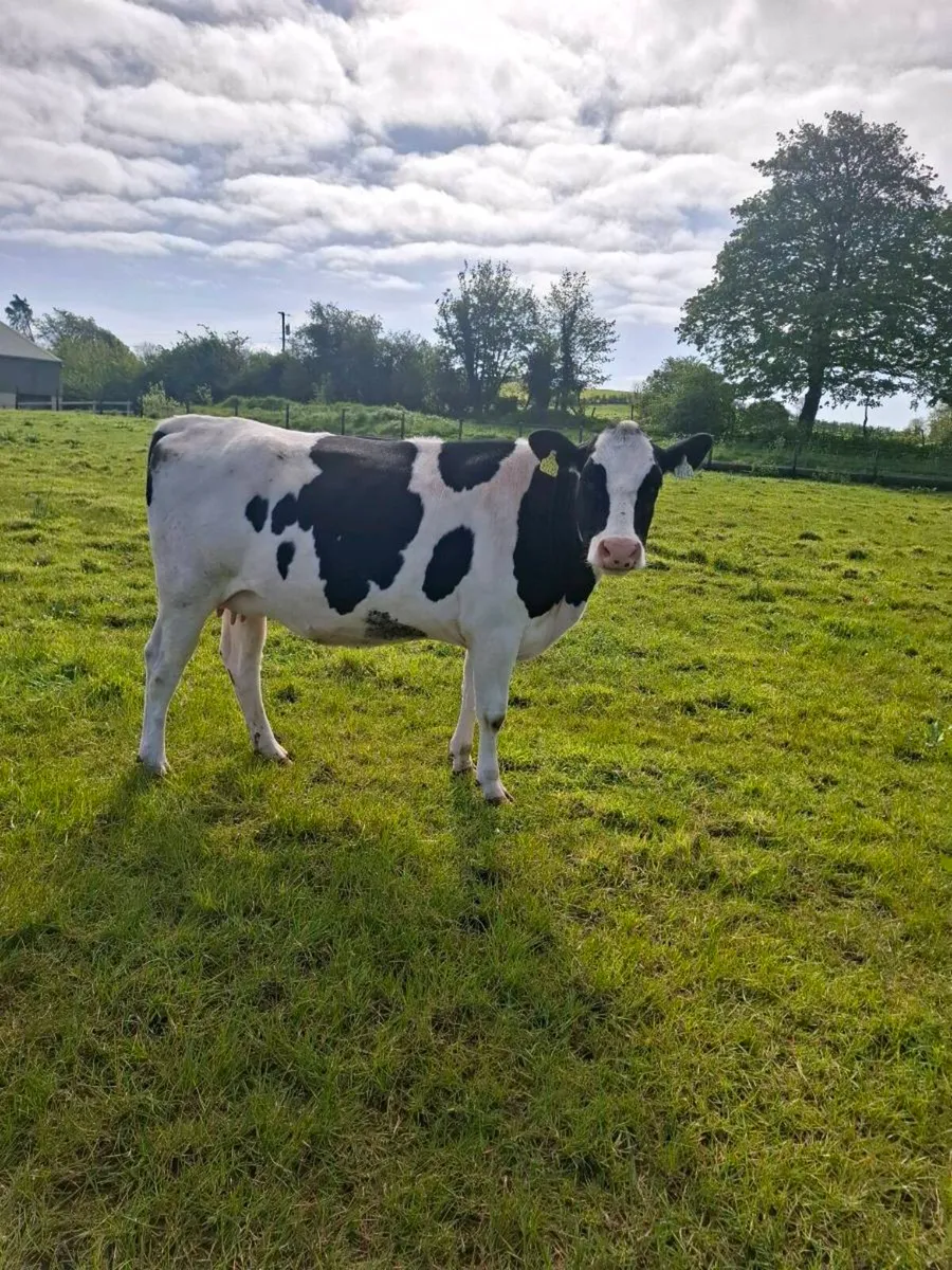 3 fresian heifers - Image 1