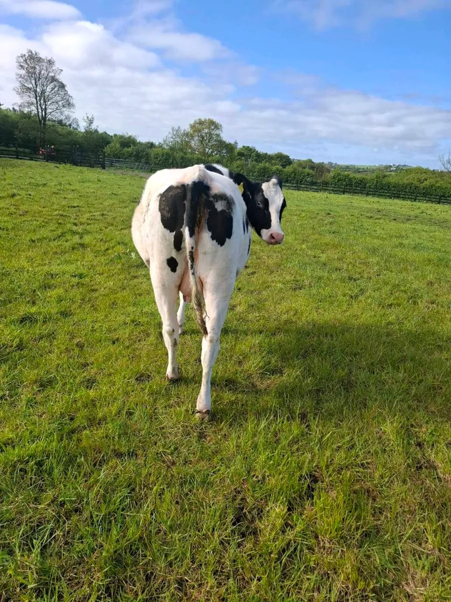3 fresian heifers - Image 2