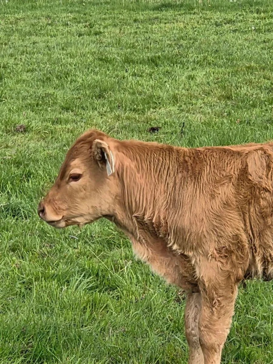 Pedigree limousine bull for sale two years old - Image 4