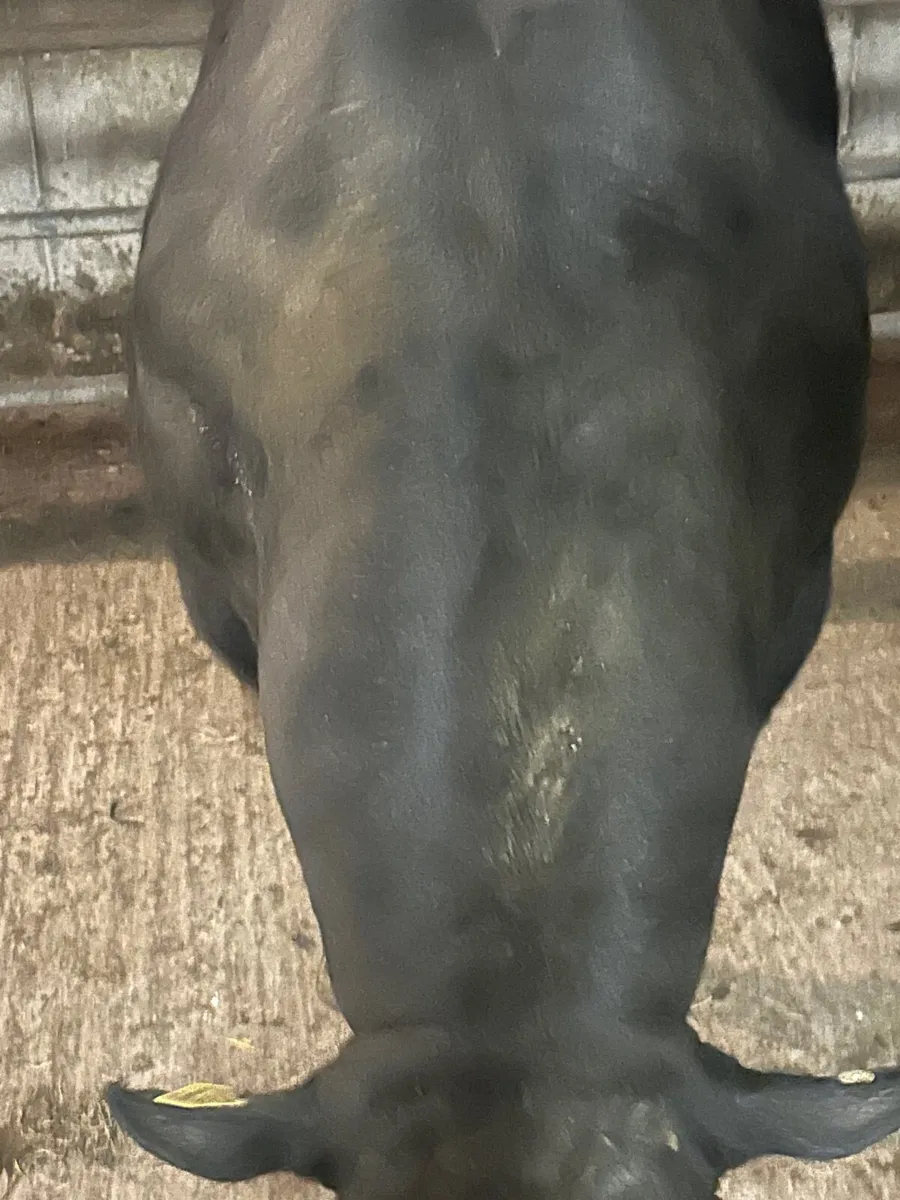 Angus bull - Image 3