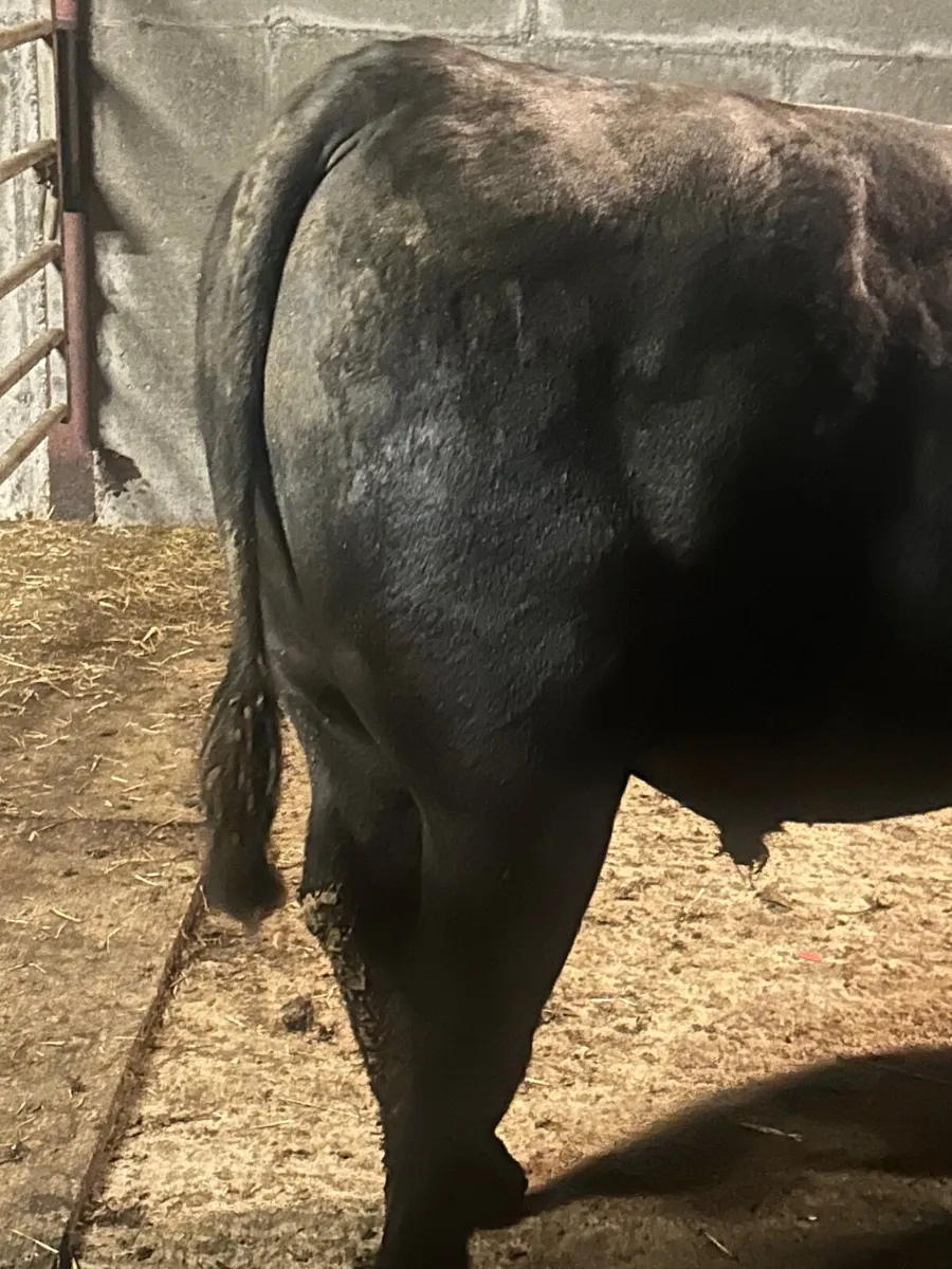 Angus bull - Image 4