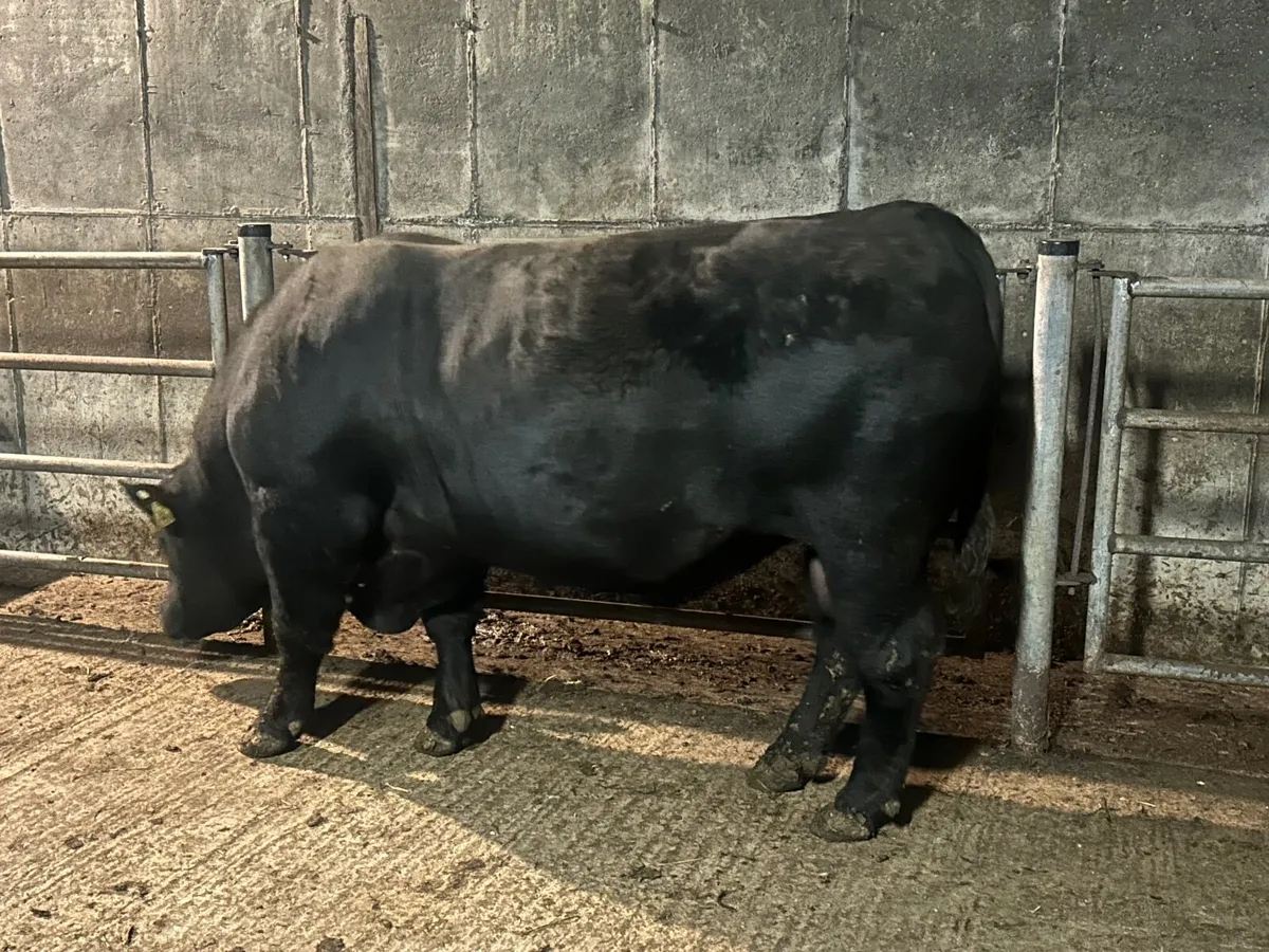 Angus bull - Image 2