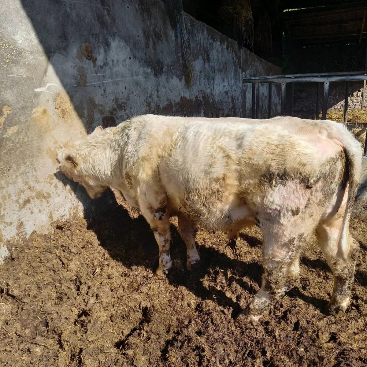 Shorthorn bull - Image 3
