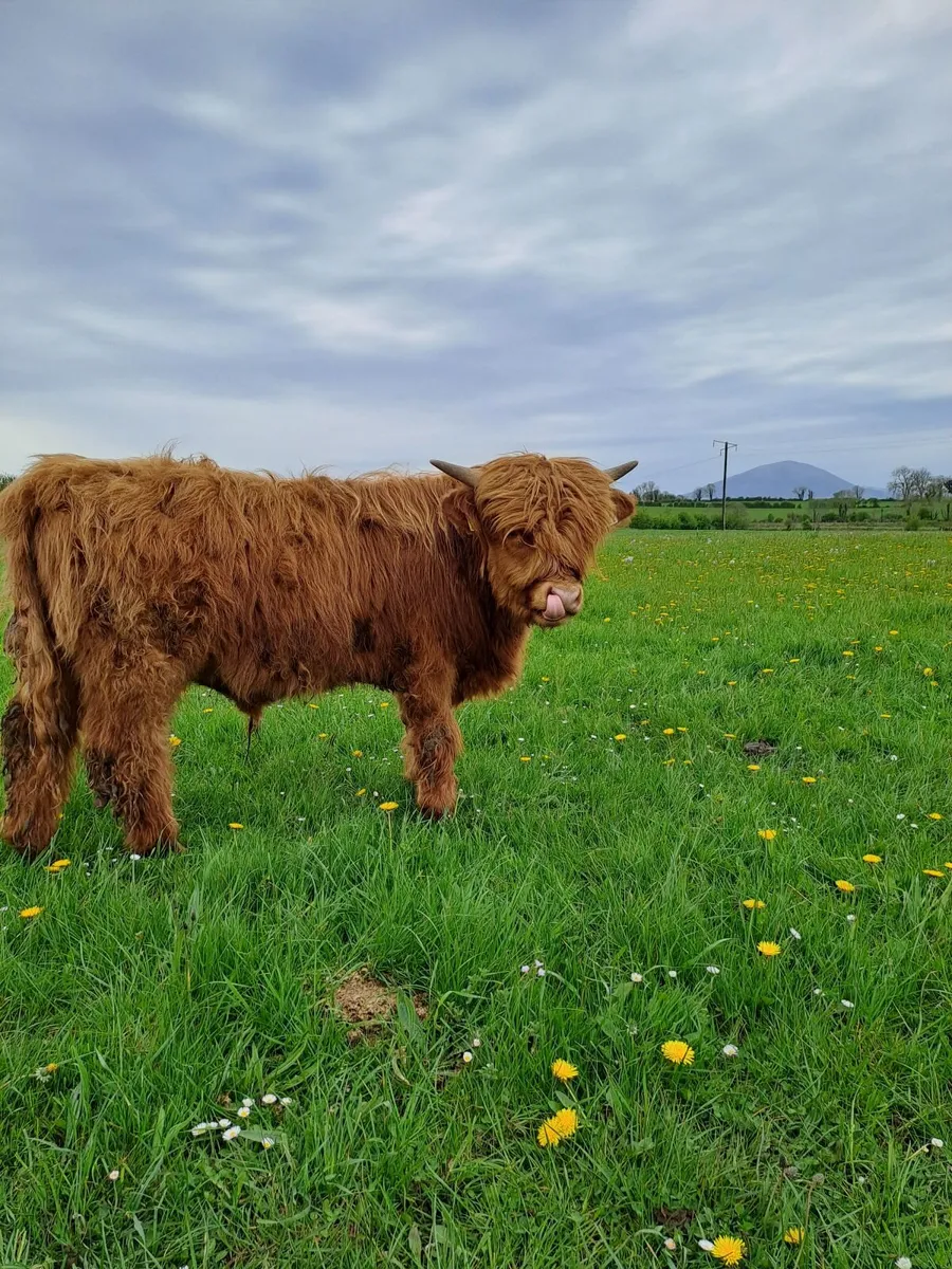 Highland bull - Image 3