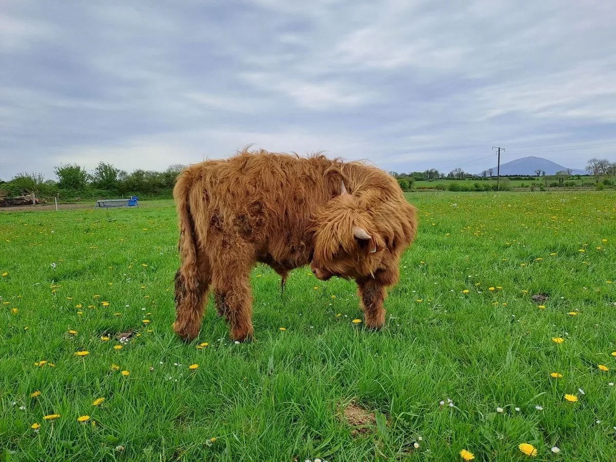 Highland bull - Image 4