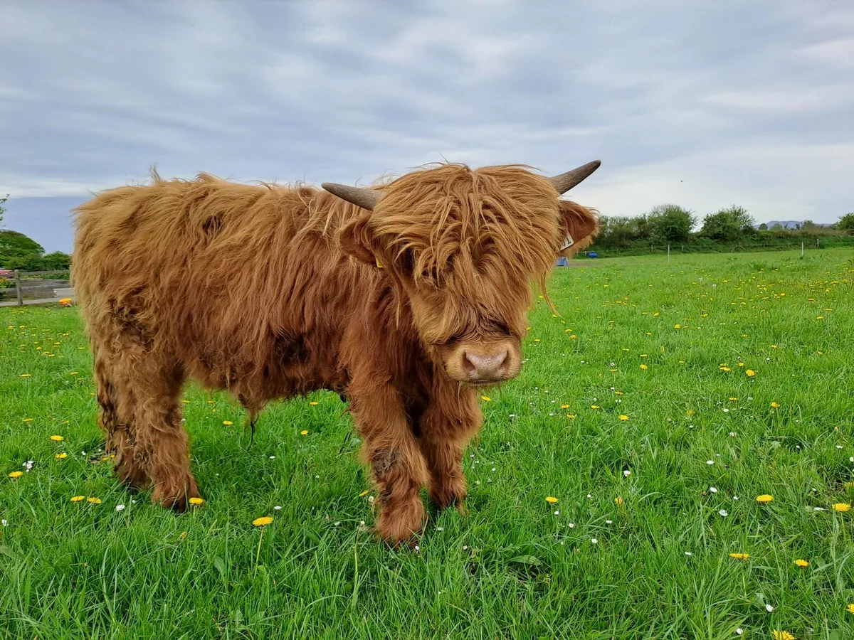 Highland bull - Image 1