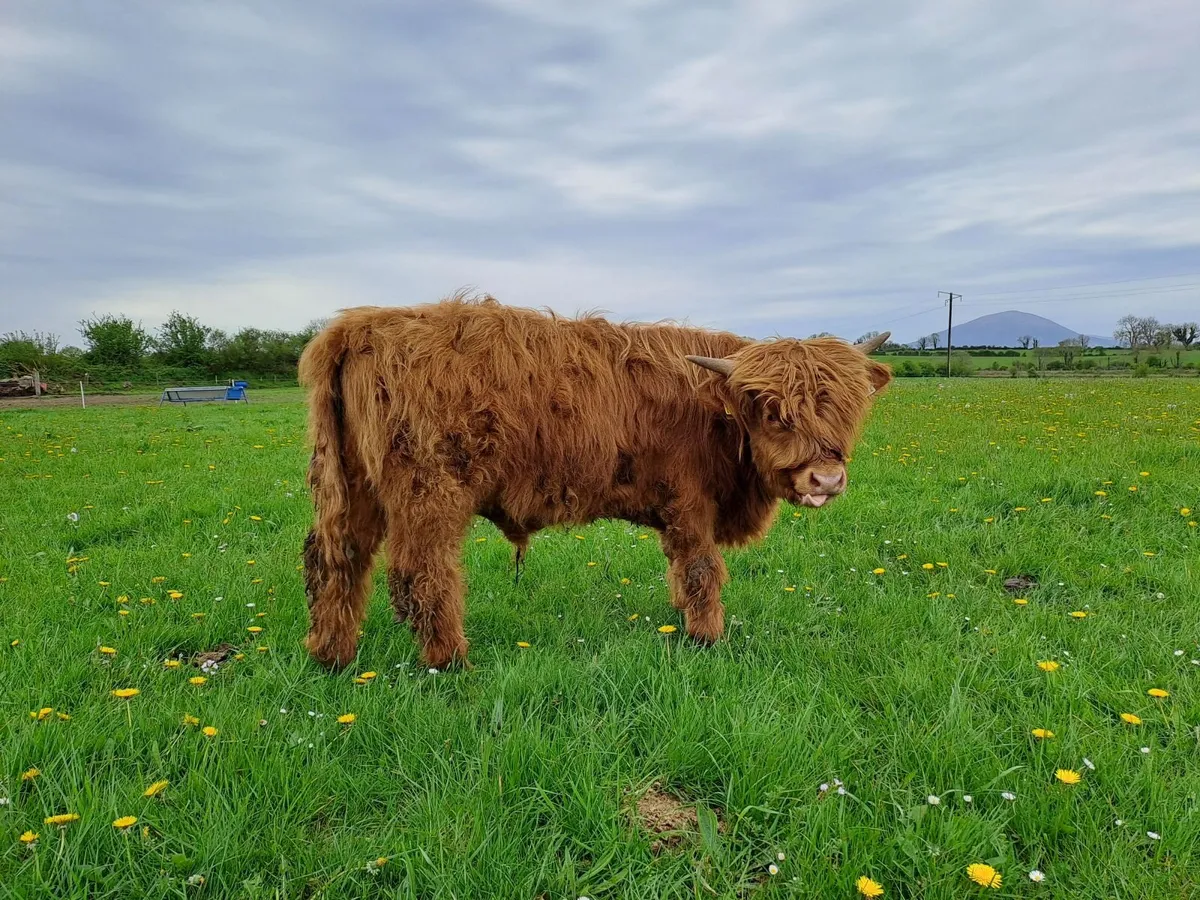 Highland bull - Image 2