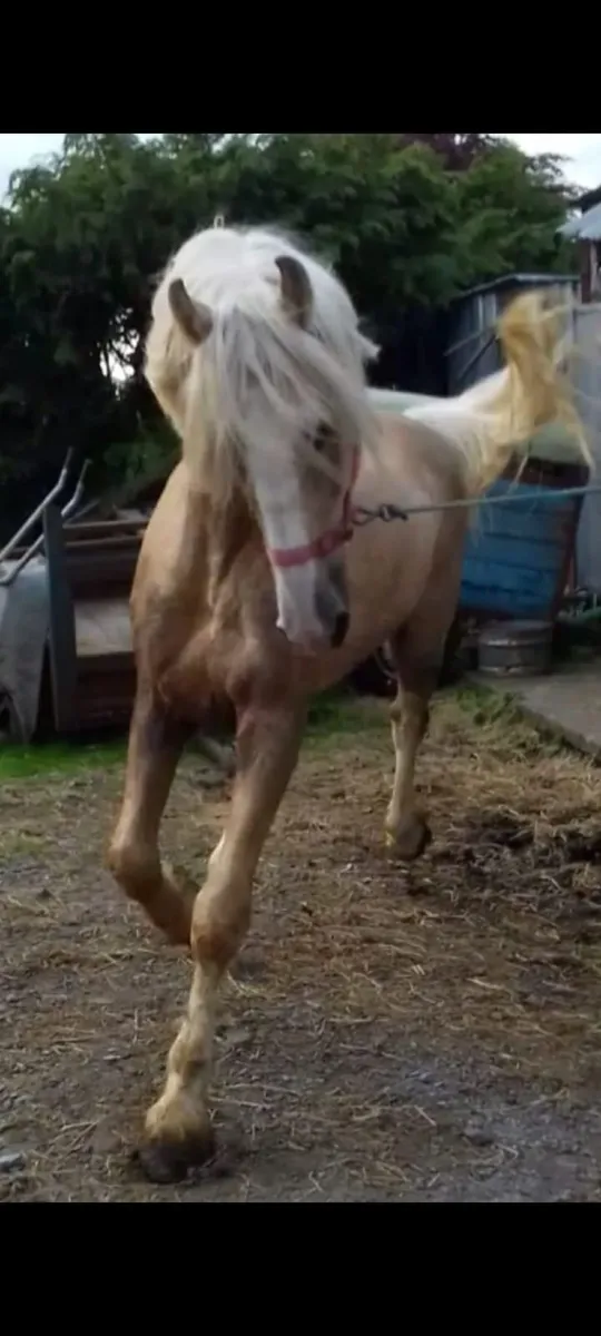 Stallion for sale - Image 1