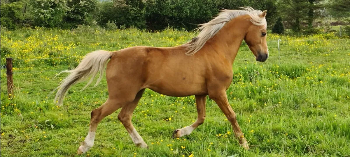 Stallion for sale - Image 3