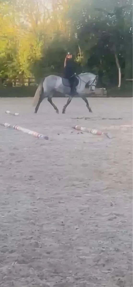 14.2hh pony - Image 3