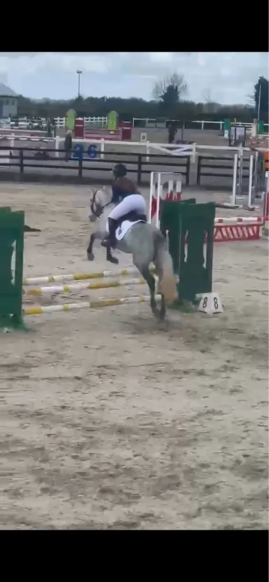 14.2hh pony - Image 4