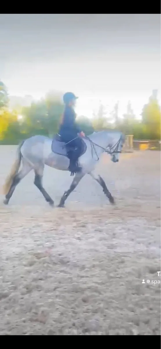 14.2hh pony - Image 1