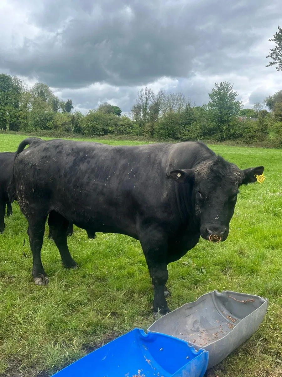Angus Bull - Image 1
