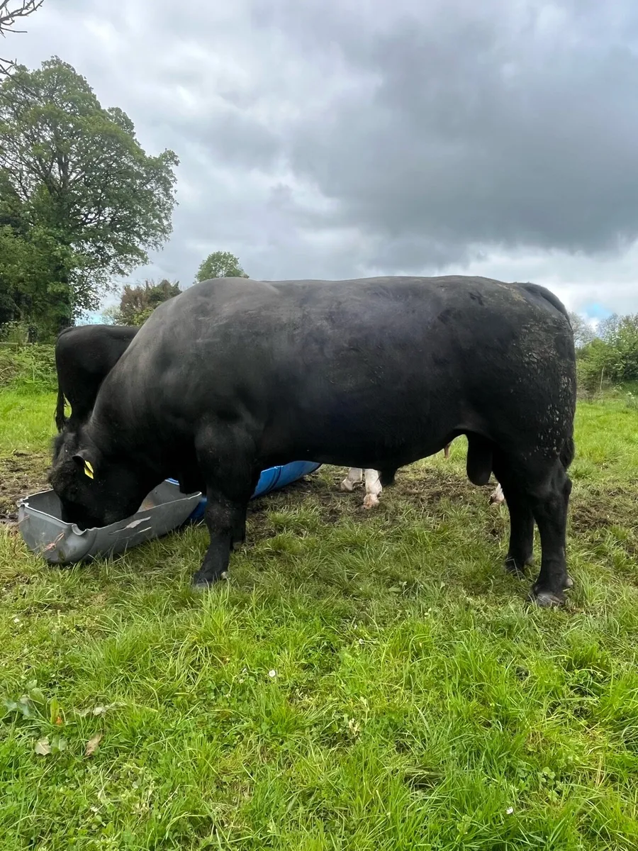 Angus Bull - Image 3