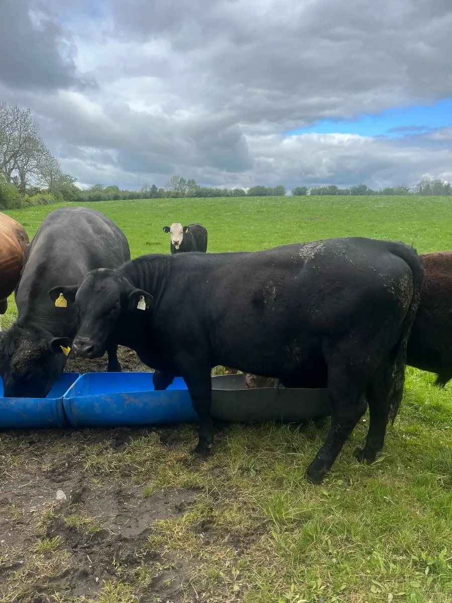 Angus Bull - Image 4