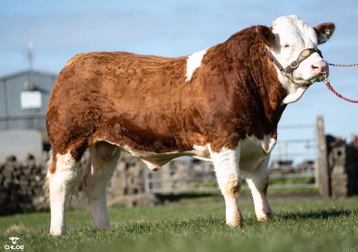 National champion Bull - Image 1