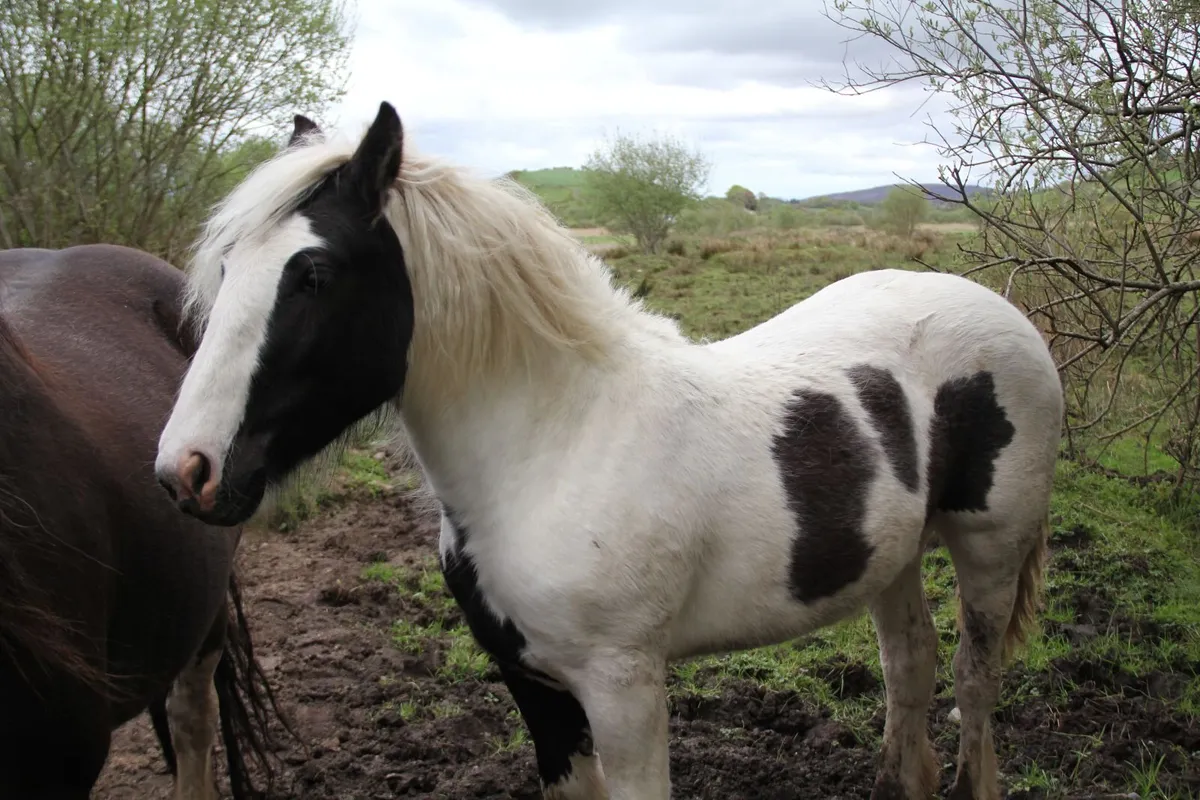 horse - Image 1