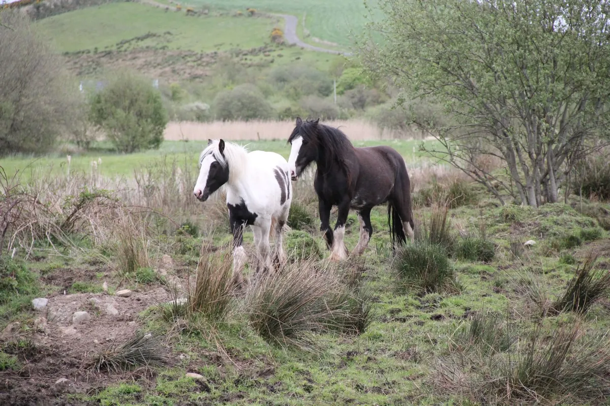 horse - Image 2