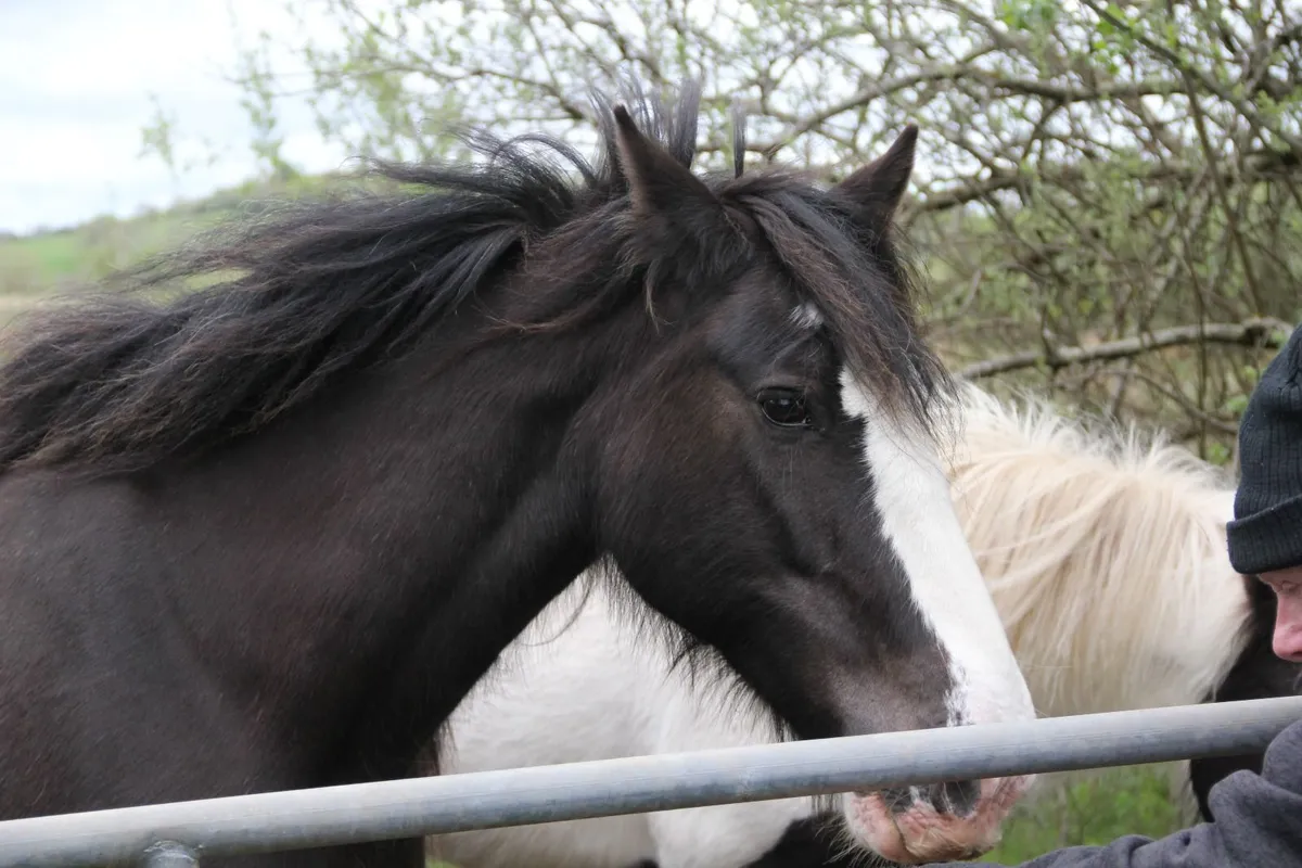 horse - Image 3