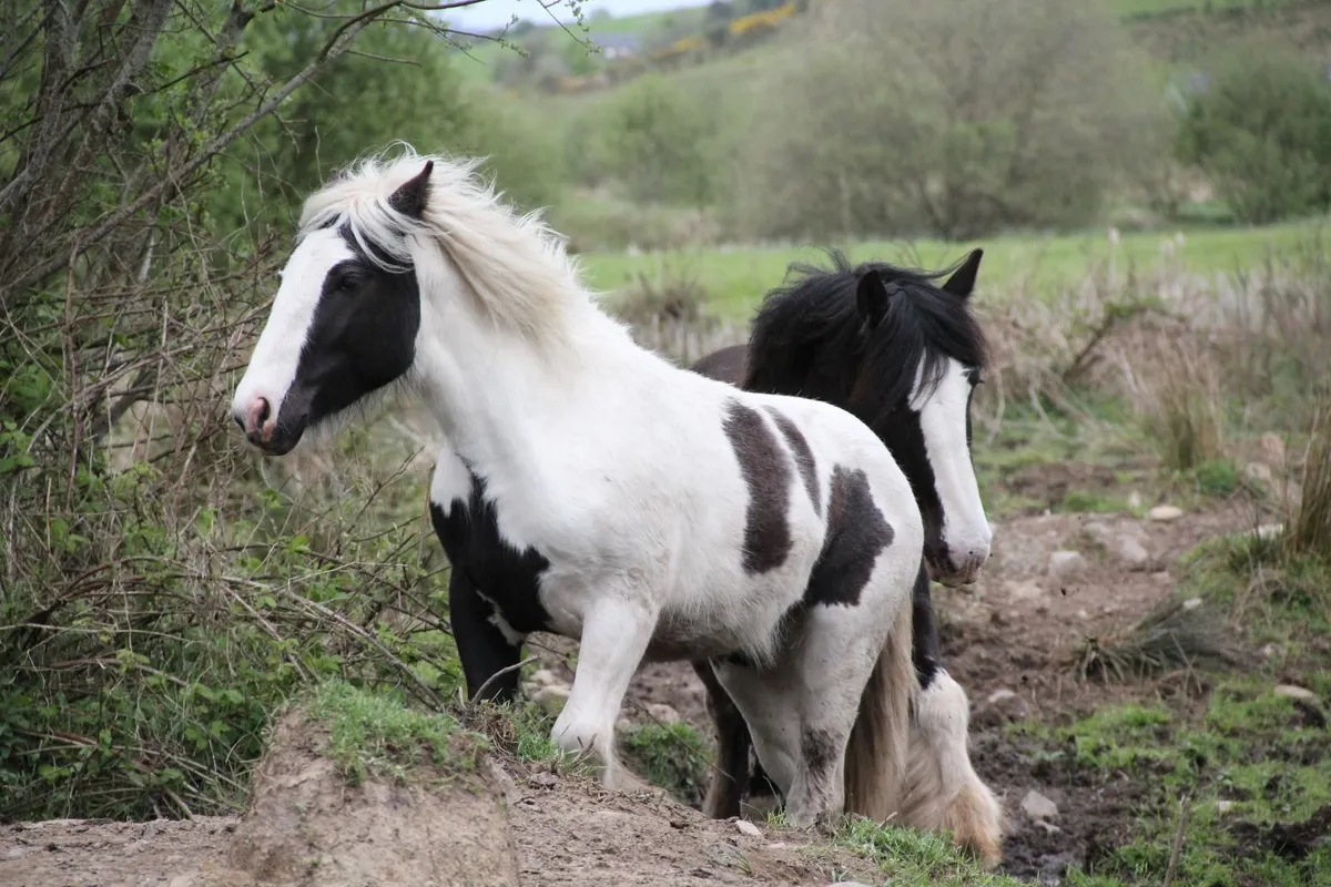 horse - Image 4