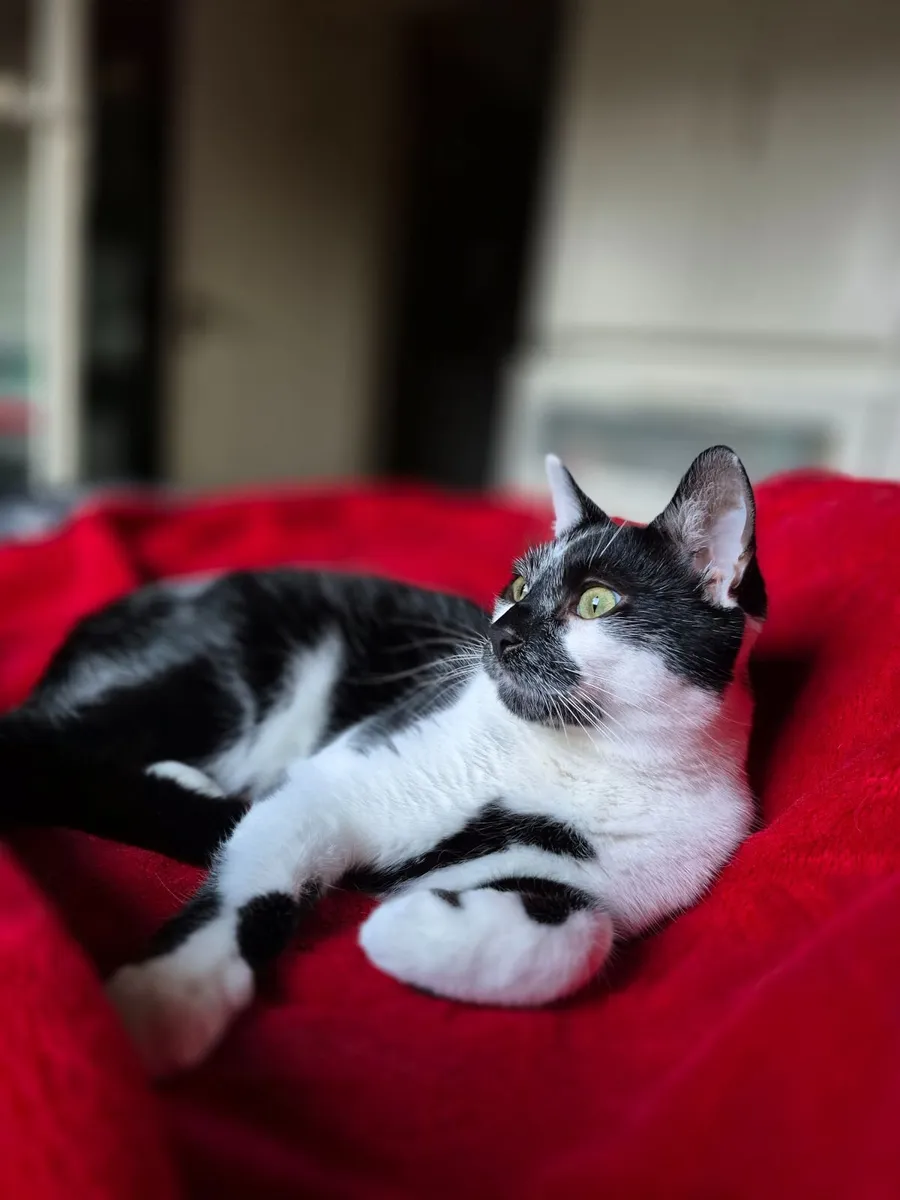 Cat - Image 2