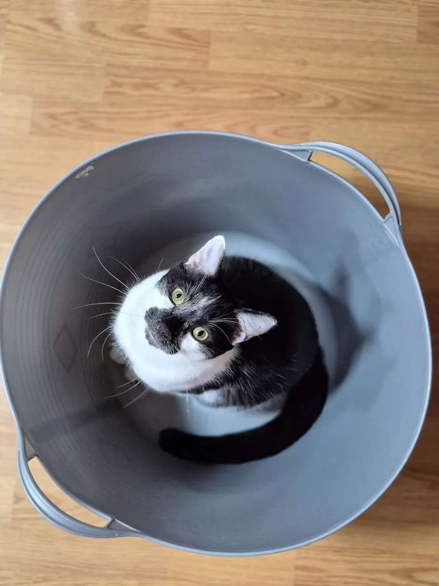 Cat - Image 1