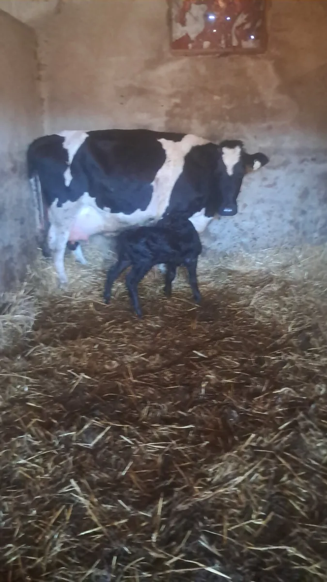 First calving heifer - Image 2
