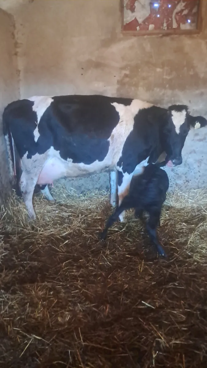 First calving heifer - Image 3