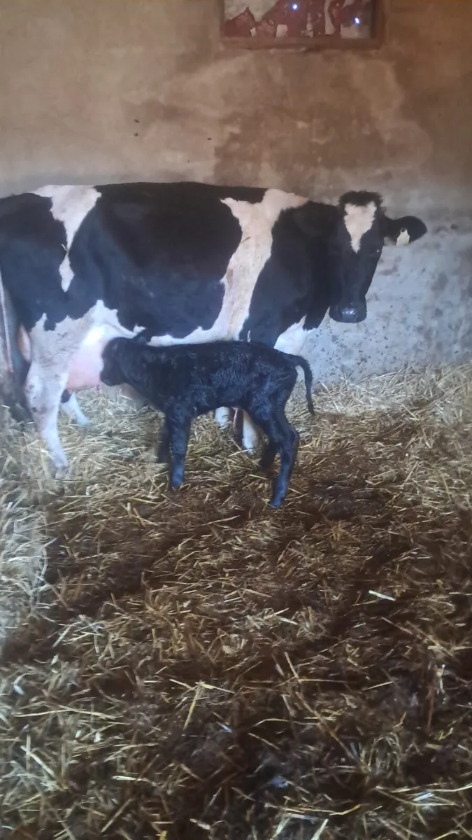 First calving heifer - Image 1