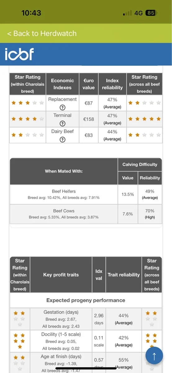 Charolais  bull 5 star 🌟 🌟🌟🌟 🌟 - Image 4