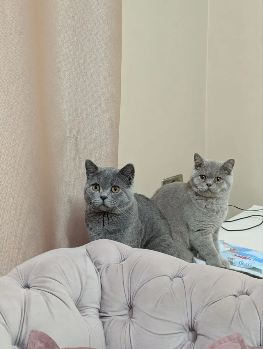 British shorthair kittens - Image 3