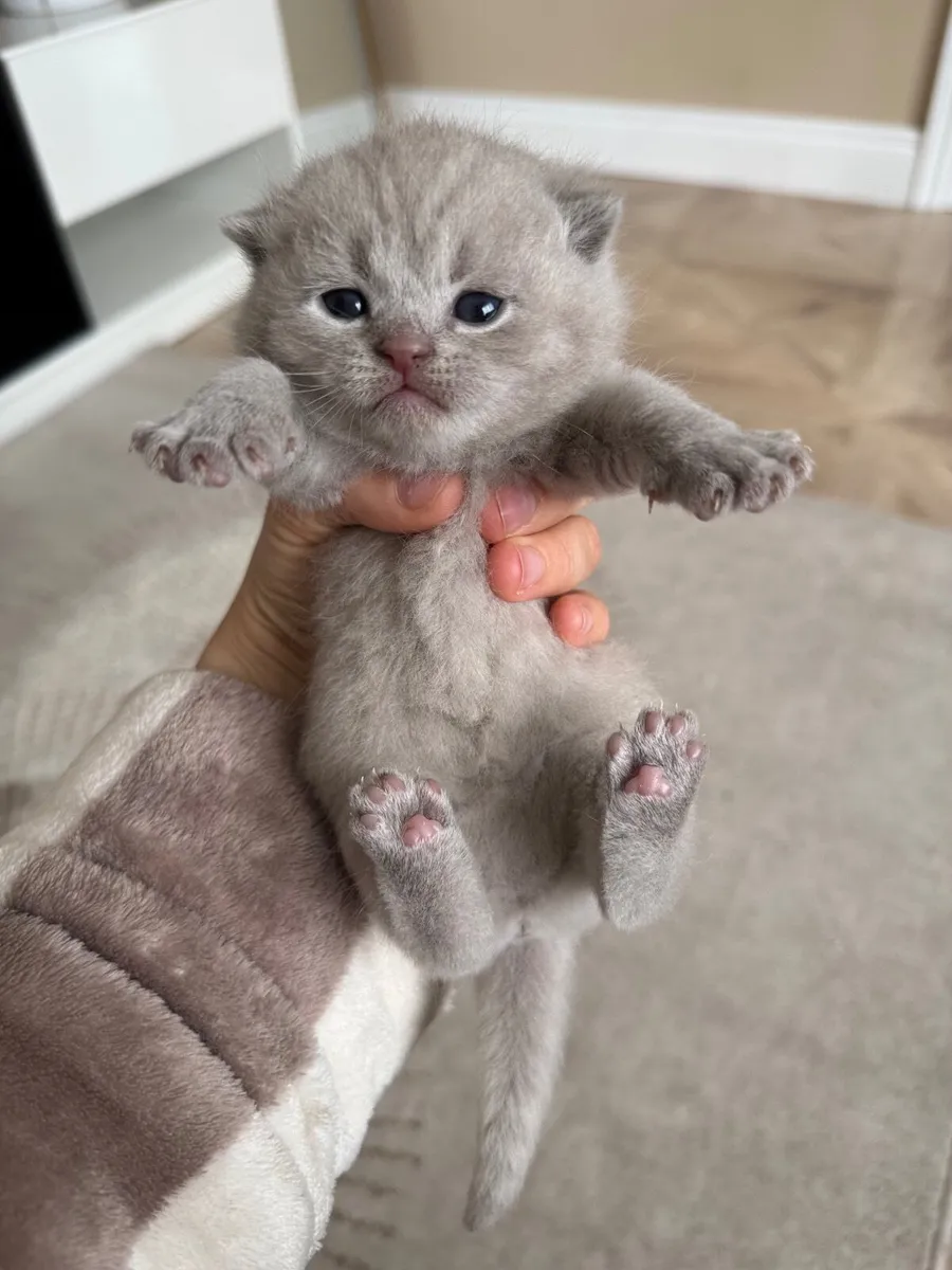 British shorthair kittens - Image 4