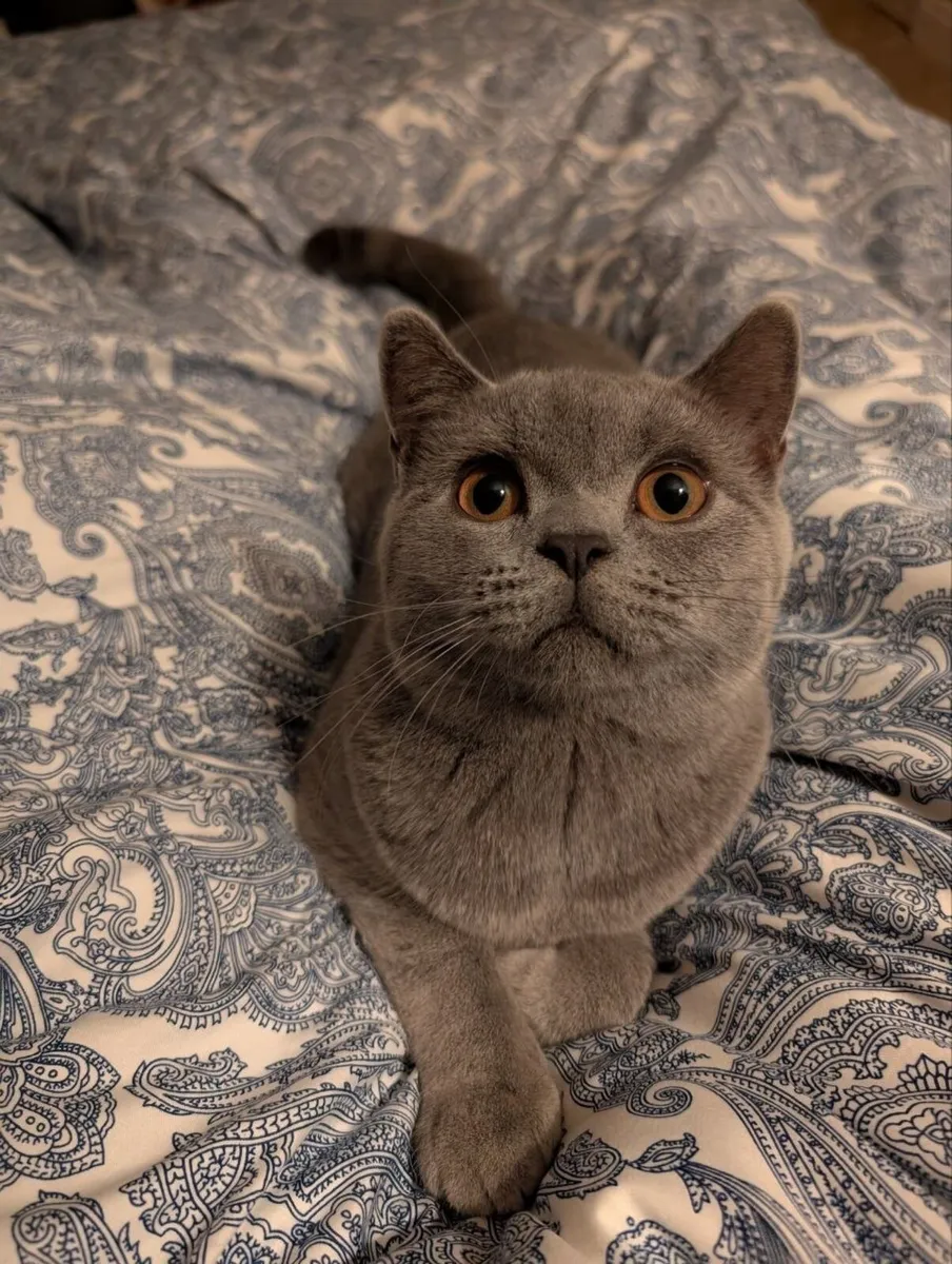 British shorthair kittens - Image 2