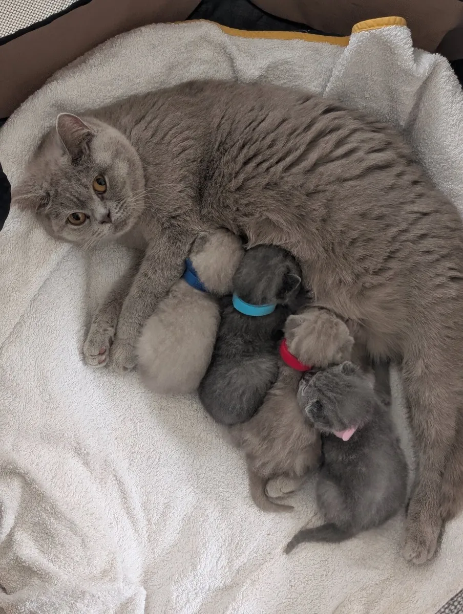 British shorthair kittens - Image 1