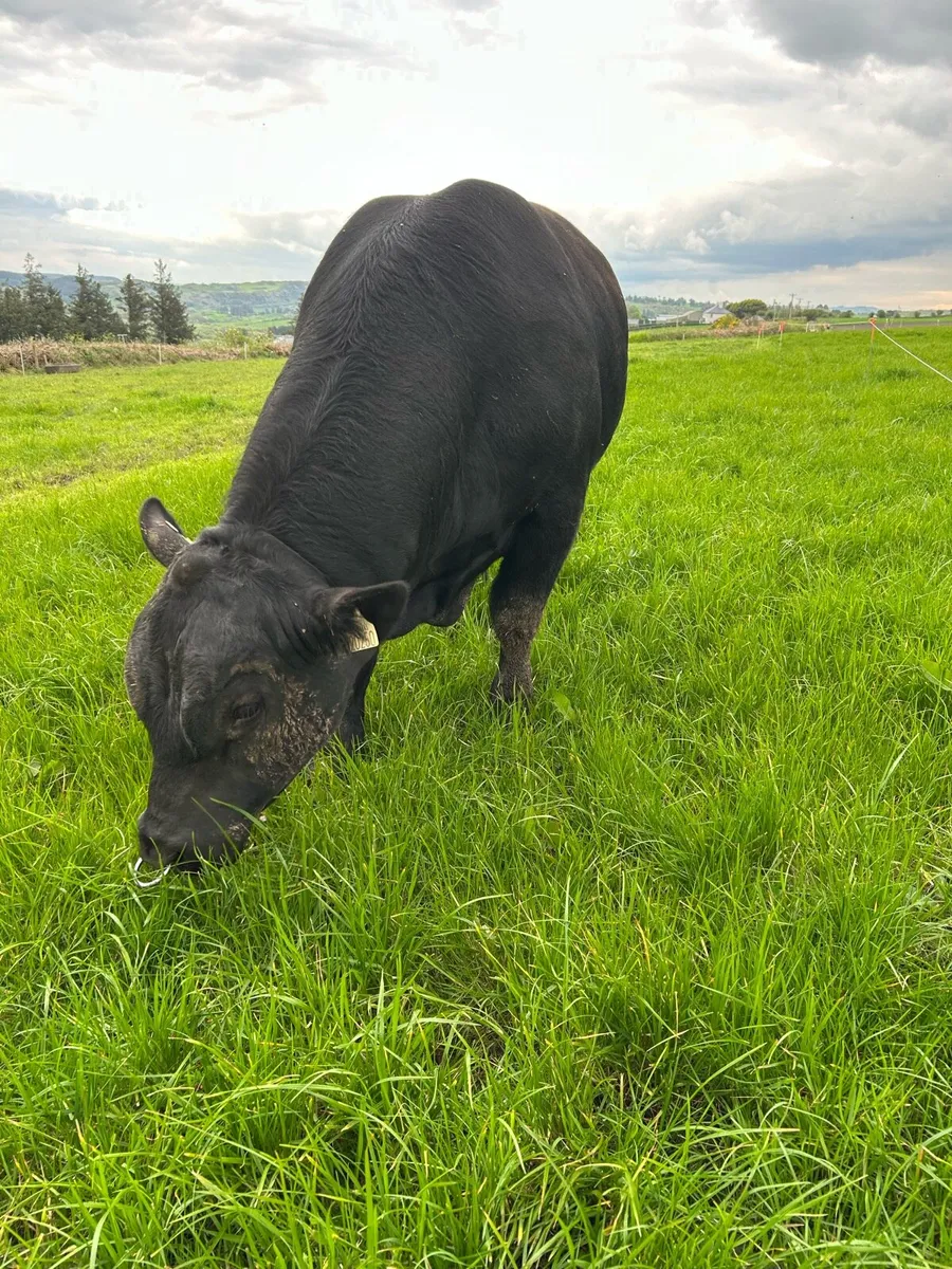 PBR Angus Bull by Rawburn Boss Hogg - Image 2