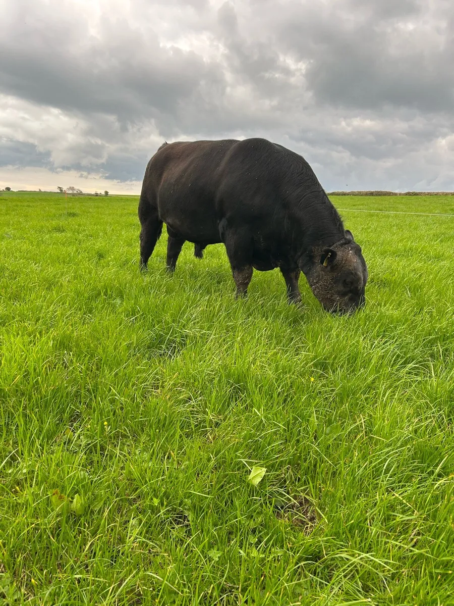 PBR Angus Bull by Rawburn Boss Hogg - Image 3